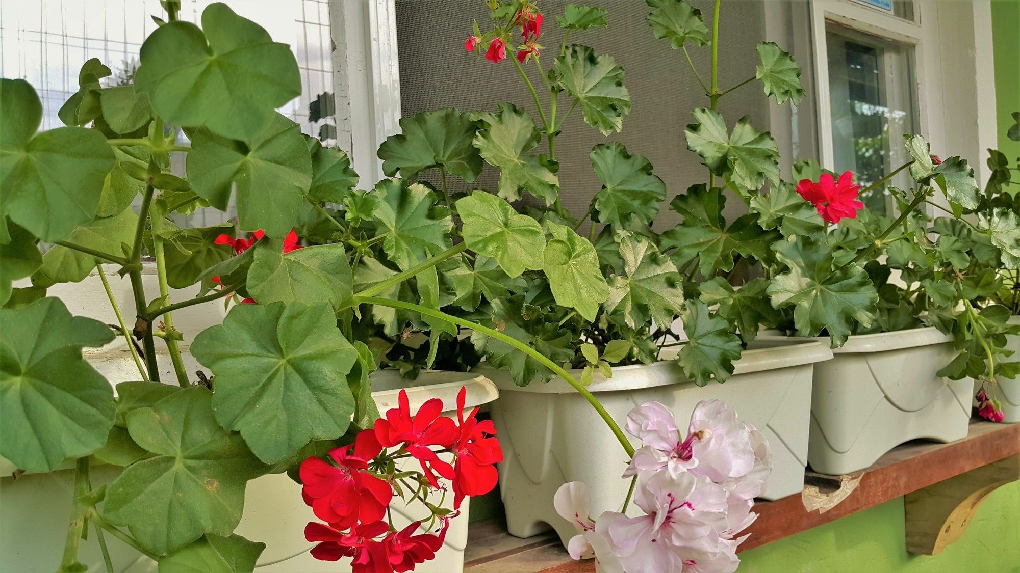 Pousada Flores De Bombinhas Exterior photo